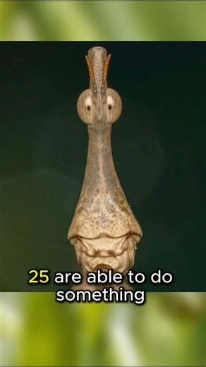 Locust or Grasshopper? 🧐 #insect #insectfacts #animalfacts