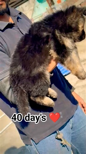 German Shepherd puppy available strong health grooming done dewormed booking 8810623046 #puppycare