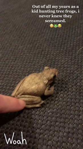 Apparently tree frogs scream?🤔😳🤣🐸 I never knew. And I hunted these things as a kid every summer. #frogsscream #treefrogs #screamingfrog