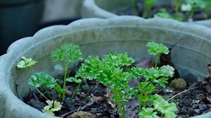 BE LIKE EUGENE: Turn your biodegradable waste into healthy compost for your backyard plants 🌏🥬☘️🍀🌱🌿 #BetterBaguio | Baguio City Public Information Office