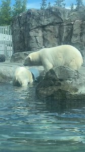 Just another average day at the Alaska Zoo! Be sure to watch the full video 😁🐻‍❄️ We are open daily 9am-8pm and we have daily animal feeding experiences, as well as tours on select days of the week. We also have a brand new trail in our muskox and moose calf expansion area. While you are at the zoo, you will see some of the orphaned wildlife we’ve taken in for the season. Now is the time to visit and support our nonprofit operations! Video by Olivia from our Customer Service staff | The Alaska