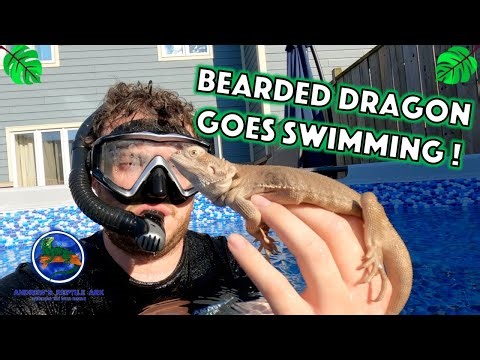 Swimming With Our Bearded Dragon!