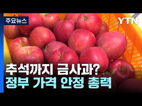 금사과 언제까지..."햇사과 수확 전 가격 안정 어려워" / YTN