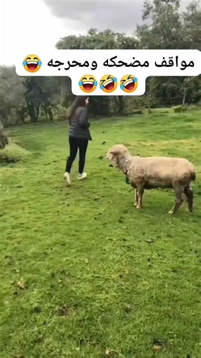 مواقف مضحكة #طراءف#كوميدي #أسلامفوزي#كروان