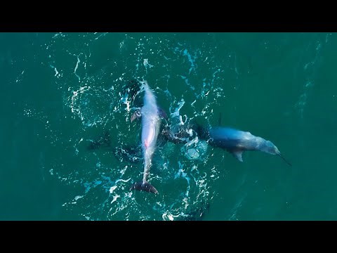 Dolphins mating sequence raw footage 2024 - Full interactions 4k 50p
