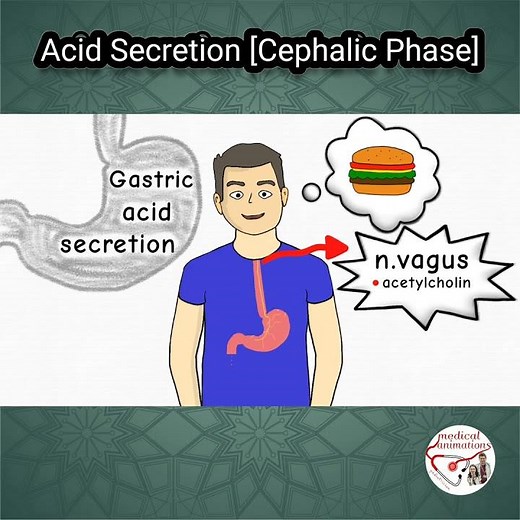 🍔 GASTRIC ACID SECRETION (CEPHALIC PHASE)