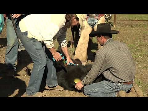 Tips for Branding Calves and Caring for Them