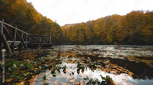 Autumn leaves are falling from tree branches into the lake. Yellow and orange leaves falling into the clear water of the lake.