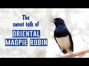 SOUND of Oriental Magpie Robin [Bird Calls] [Bird sounds] #bird_calls - दयाळ - മണ്ണാത്തി