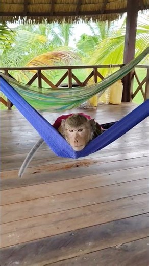 Sleeping on hammock 😍 lyly 🤓