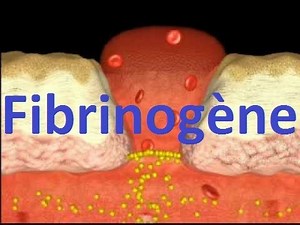 Fibrinogène (coagulation du sang)