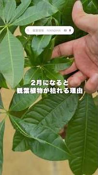 【2月】観葉植物の育て方3選 #観葉植物 #観葉植物初心者 #バレンタイン