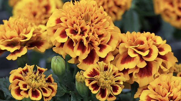 7 Annual Flowers That Bloom All Summer Long
