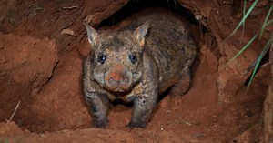 Ground-penetrating radar seeks out elusive rare wombats