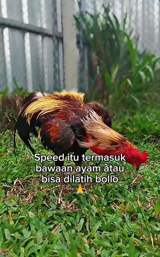 Gimana biar speed ayam nambah bollo🤔 | Pama Law