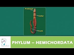 PHYLUM – HEMICHORDATA