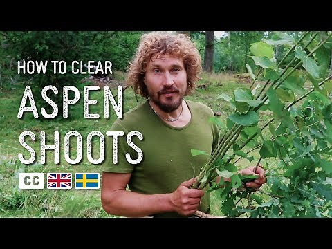 The Best Way to Clear Aspen Shoots | Slåttergubben