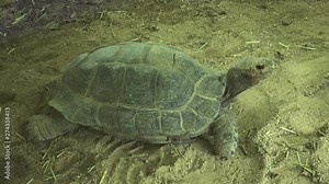 The Burmese mountain tortoise, the Burmese black tortoise, Manouria emys phayrei, resting on the ground, 4K