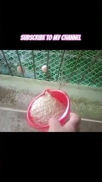 murgi farm,#local murgi farm,#rooler farm