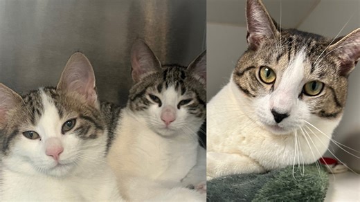 Meet the North Jersey adoptable pets of the week for Aug. 29: Apollo, Archer and Biggie