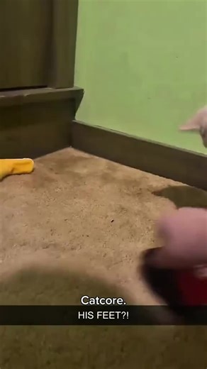 Sweetest Cat Routine: Purrs, Stretches, and Cuteness