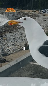 A Seagull Snatched Fries from a Car and Ate Them Quickly #Seagull #WildlifeMoments #BirdWatching #AnimalBehavior #FunnyAnimals #UrbanWildlife #NatureCloseUp #FoodStealingBird #AnimalStories #CuteBirds | Animals Behavior