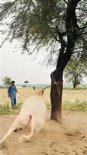 Dangerous Athrabull Fath Jang bulls 2k26 Cow Mandi 2026 Bakra Eid 2026 MudasserVideoDhokPehla
