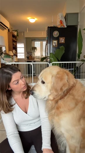 CHILI | GOLDEN RETRIEVER | a month ago Chili’s world was forever changed I swear he understood everything I said 🤣 but don’t worry he seems a little happier about... | Instagram