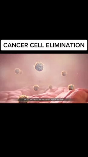 Gamma-delta T cells are white blood cells that have a distinctive TCR. These mechanisms suggest that these cells would be effective in #cancer #cell #TCR #biology #medstudent #LearnOnTikTok #fyp #100millionviews❤ #fypシ #fy #foryou #al #on #fy