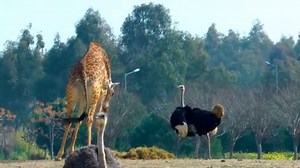 giraffe bothering the ostrich - Video Dailymotion