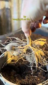 How to plant a new season dahlias ￼#gardenerben