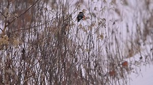 closeup of European male bullfinch bird perching and feeding in natural environment during snowy winter