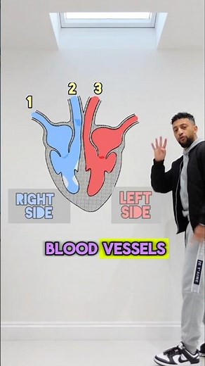 GCSE Biology - The Heart Structure