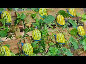 Tips for growing melons in bags and pallets for extremely large and sweet fruit