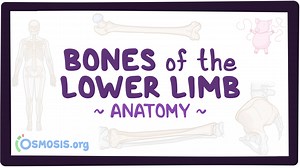 Bones of the lower limb: Video, Causes, & Meaning | Osmosis