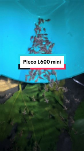 Leopard Cactus Pleco Care Guide: L600 Mini Fish Species