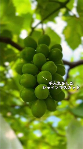 【山梨ぶどう農家の日常】シャインマスカット収穫まであと2ヶ月！何度も何度も手入れをして真心込めたぶどうたちをお届け！#シャインマスカット #山梨 #癒し #風景 #自然 #🍇#grape