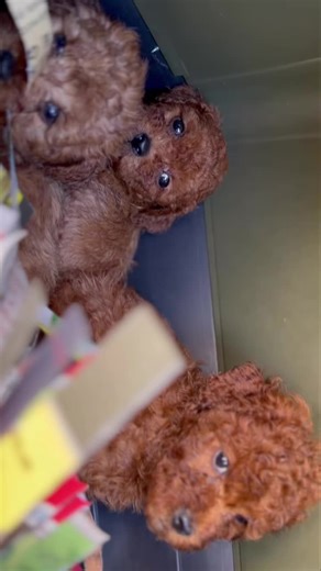 ❤️🧸 #barboncinotoy #sicilia #poodle #red #palermo