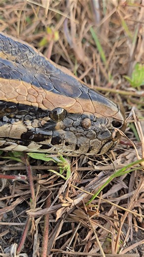 Super Long Python In Florida!