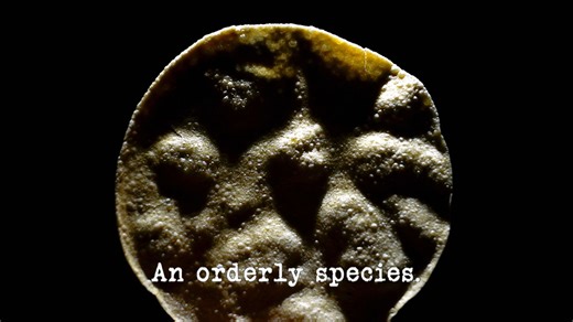 双语字幕 Taskmaster S11E08 An orderly species 【守规矩的物种】