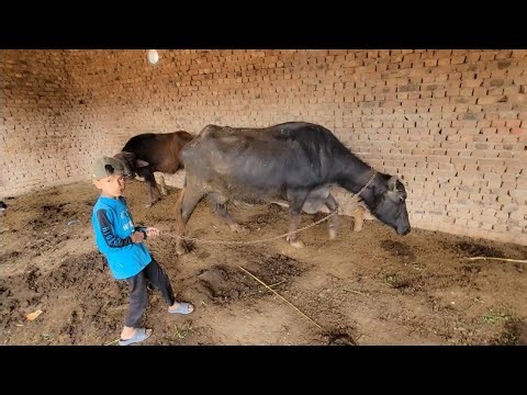 Buffalo care | Buffalo calf videos | Chacha Bhatija
