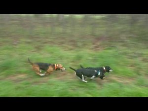 Roark's Blackcreek beagles