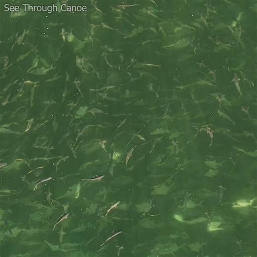 55K views · 453 reactions | A big shoal of fish hanging out over one of the artificial reefs near Clearwater, Florida. The fish were mostly jack crevalle, bluefish, spanish mackerel, and Black Drum. There were also a few redfish mixed in. I'm betting there were also some snapper and grouper on the reef that you can't see beneath the shoal of fish. They've been hanging out over the same reef for about a week. #nature #fish #ocean #fishing #Amazing #Awesome | See Through Canoe | Facebook