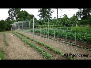 7 Green Bean Trellis Ideas