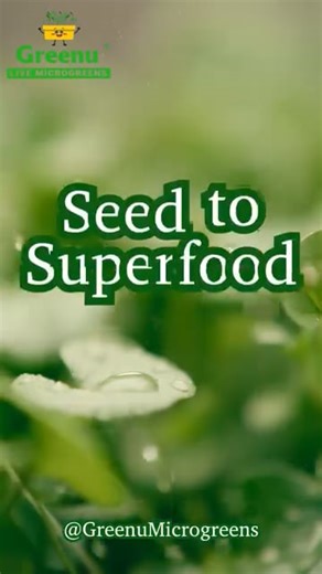 How to grow microgreens