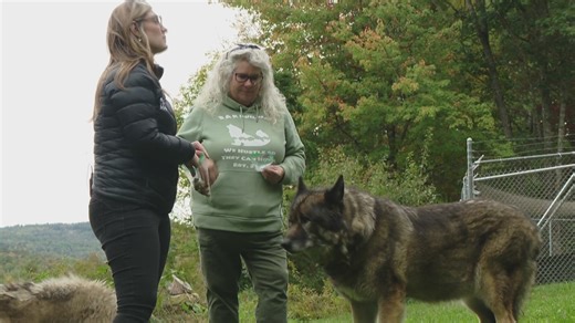 Maine sanctuary gives second chance for rescued wolfdogs