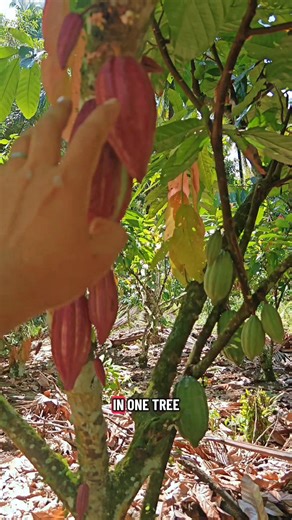 Two cacao clone in one tree #fyp #cacoa#farming #fyp#TopFans#fertilizer #followers#share #chocolate#post | CACAO tutorial ni JM