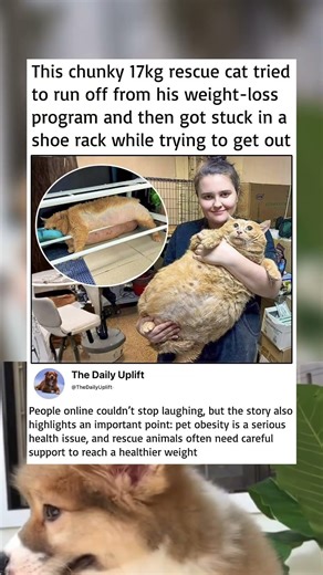 In the end, the cat may not have escaped, but he definitely stole the internet’s heart