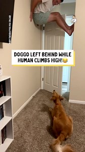 The dog was furious with dad! 😂 | Dad Jokes
