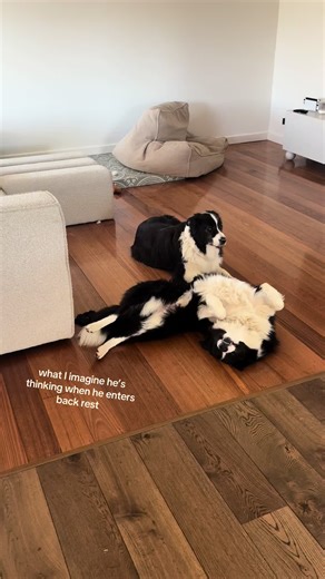 Border Collie Puppy Enjoys Belly Rubs